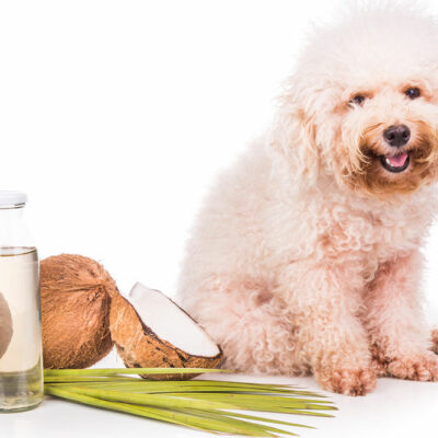 Effective Essential Oils for Repelling Fleas and Ticks