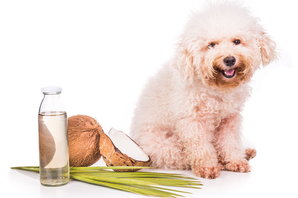 Effective Essential Oils for Repelling Fleas and Ticks