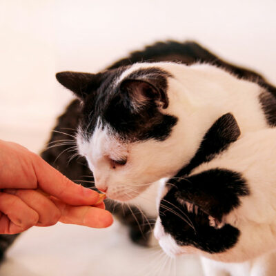Homemade Cat Treats That Need Just 3 Ingredients