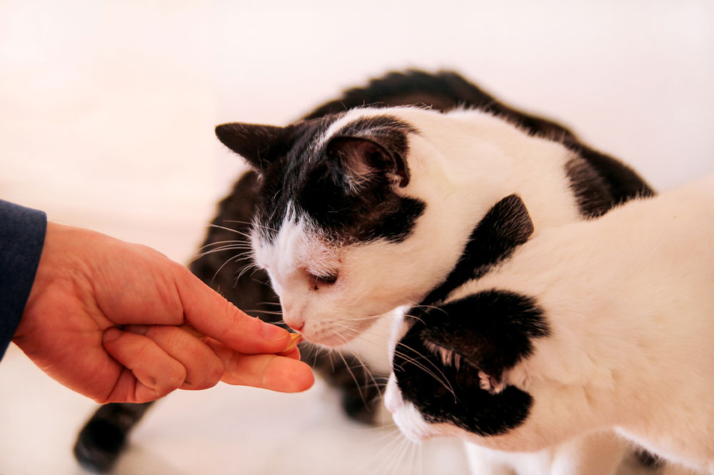 Homemade Cat Treats That Need Just 3 Ingredients